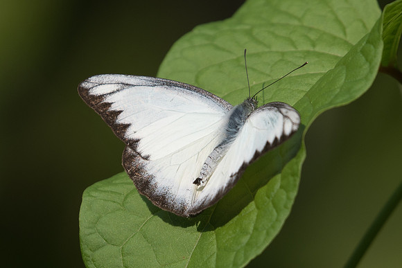 Appias lyncida ♂