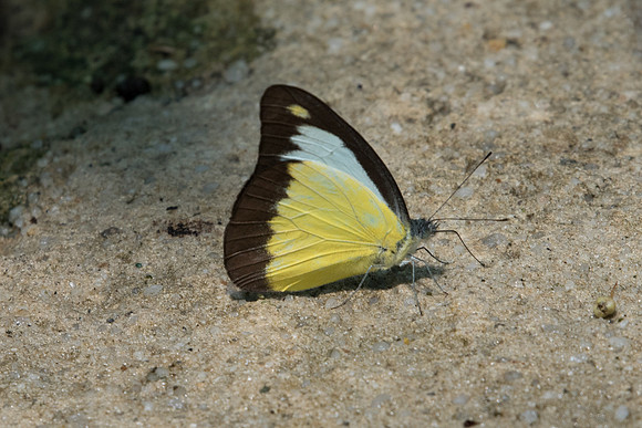 Appias lyncida ♂