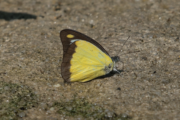 Appias lyncida
