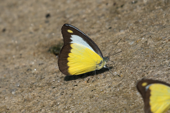 Appias lyncida