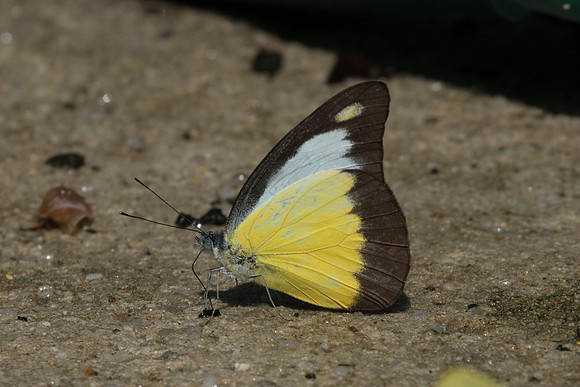 Appias lyncida 11/10/19