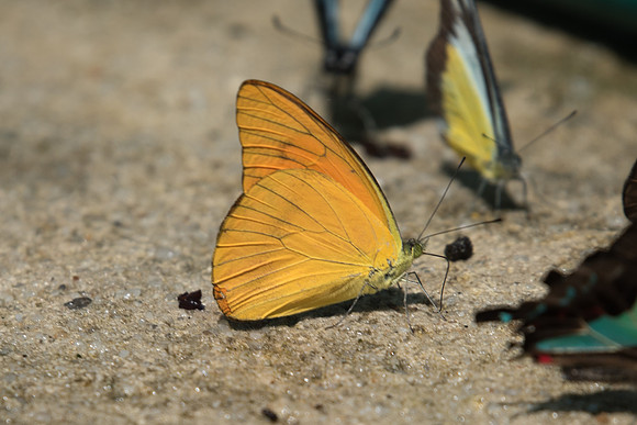 Appias nero