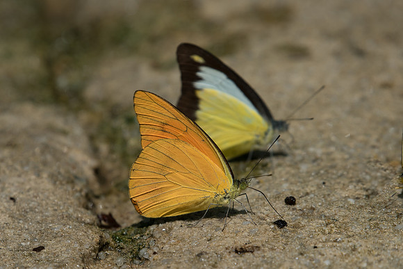 Appias nero