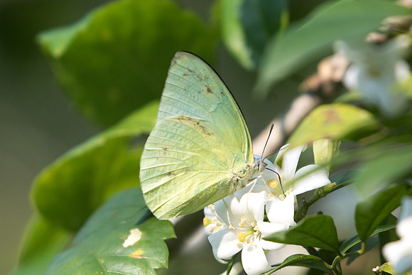 Catopsilia pomona alcmeone
