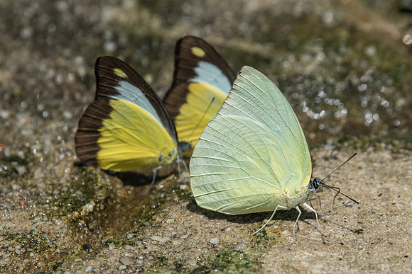 Catopsilia pomona alcmeone