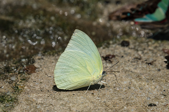 Catopsilia pomona alcmeone