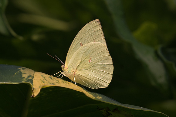 Catopsilia pomona hilaria