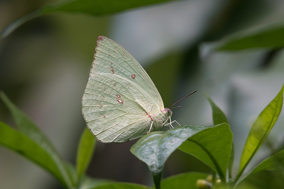 Catopsilia pomona hilaria