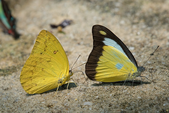 Catopsilia scylla et Appias lyncida-