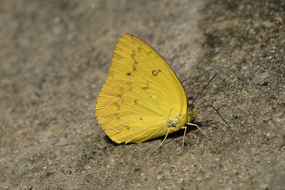 Catopsilia scylla