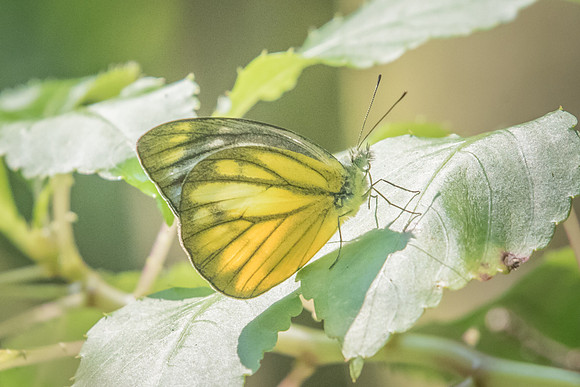 Cepora nadina