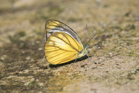 Cepora nadina