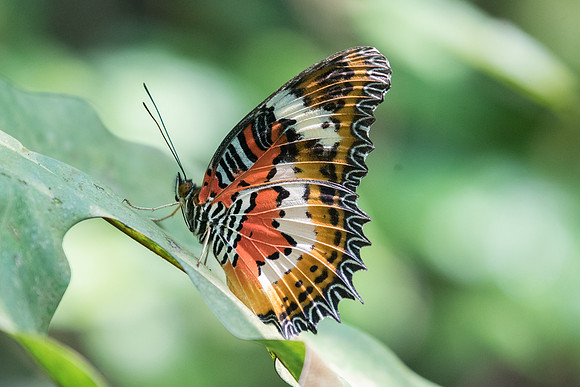 Cethosia hypsea