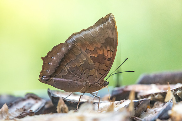 Charaxes bernardus