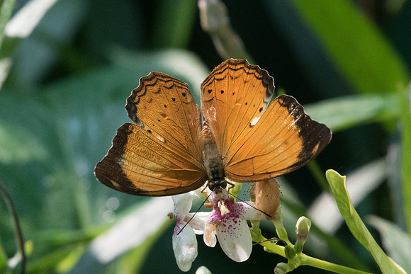 Cirrochroa emalea