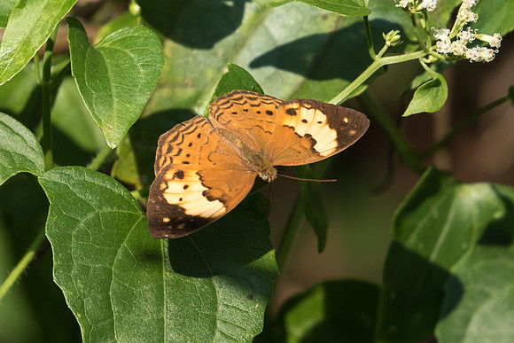 Cupha erymanthis
