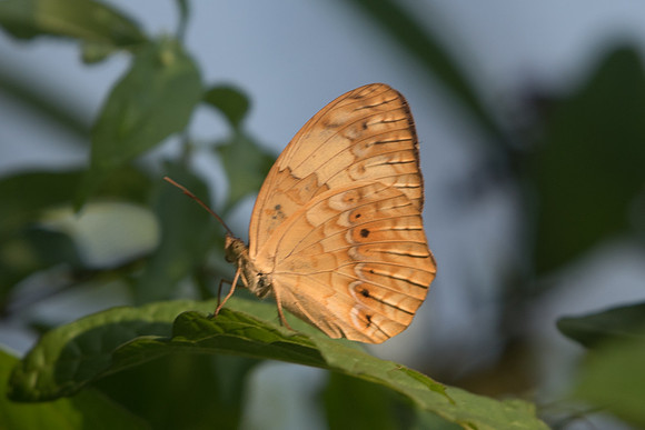 Cupha erymanthis