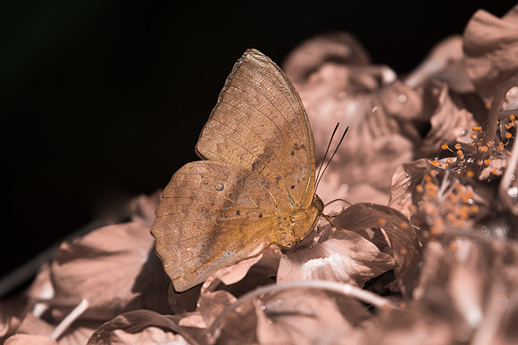 Discophora sondaica