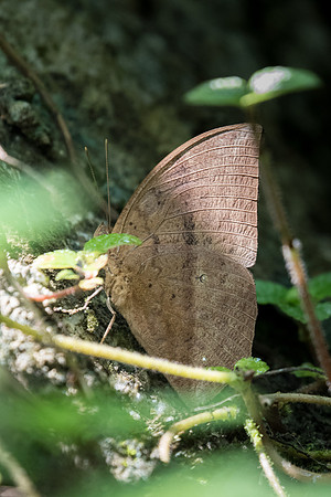 Discophora sondaica