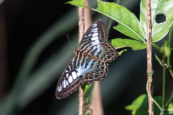 Parthenos sylvia