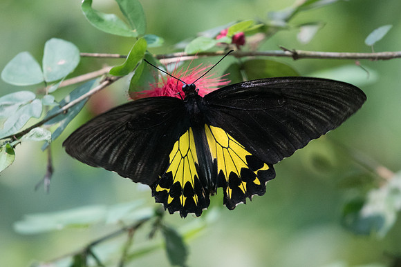 Troides amphyrysus ruficollis