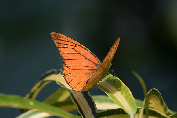 Appias nero