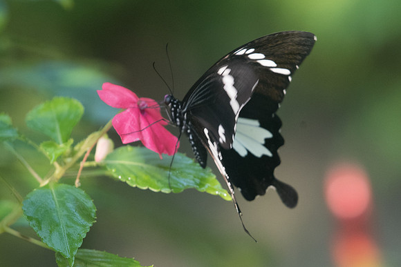 Papilio nephelus
