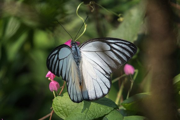 Prionesris philonome