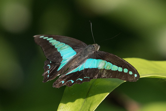 Graphium sarpedon