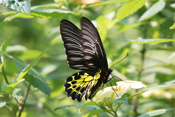 Troides amphrysus ruficolis