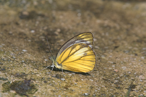 Cepora nadina