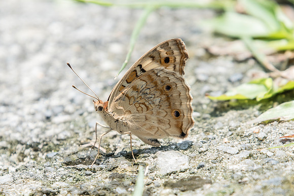 Junonia orithya wallacei ♀