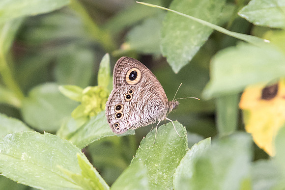 Yphthima baldus newboldi