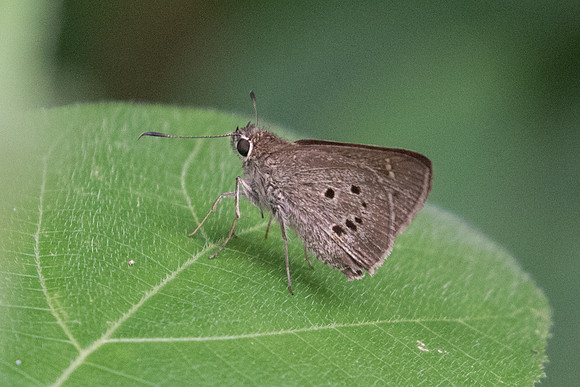 Suastus gremius