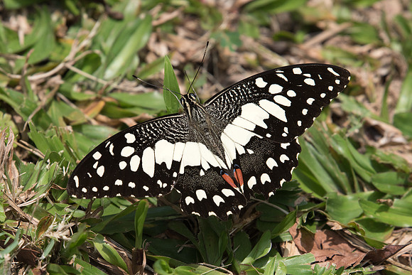 Papilio demoleus