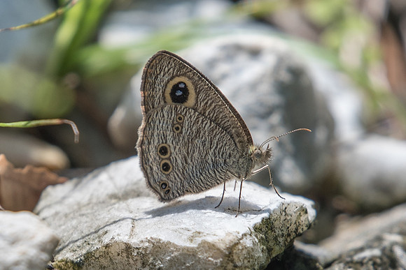 Yphthima horsfieldii humei