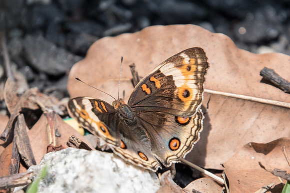 Junonia orithya wallacei ♀