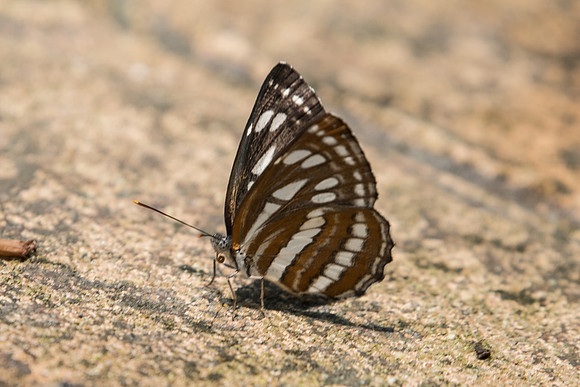 Neptis hylas papaja