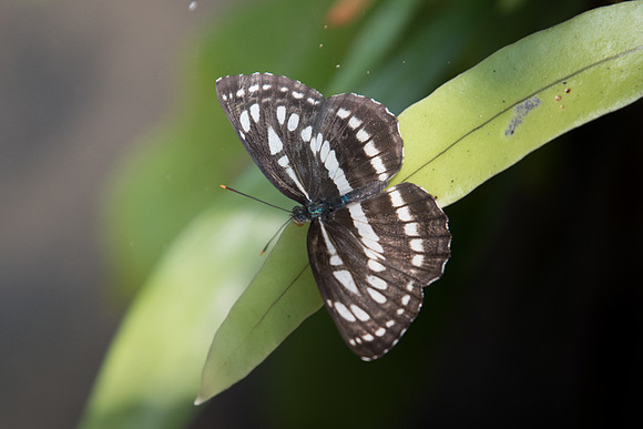 Neptis hylas papaja