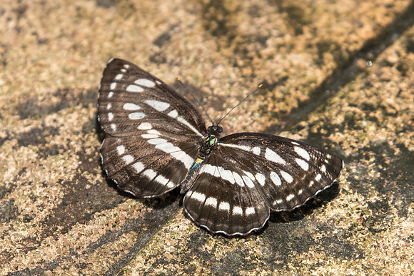 Neptis hylas papaja