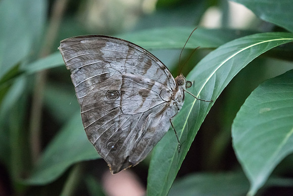 Zeuxidia aurelius