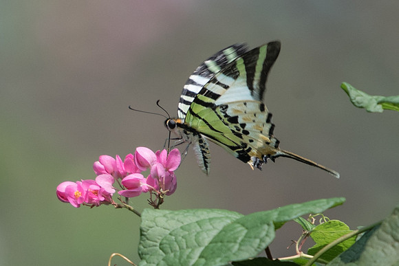 Graphium antiphates