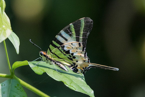 Graphium antiphates