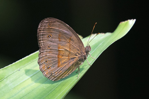 Mycalesis fusca