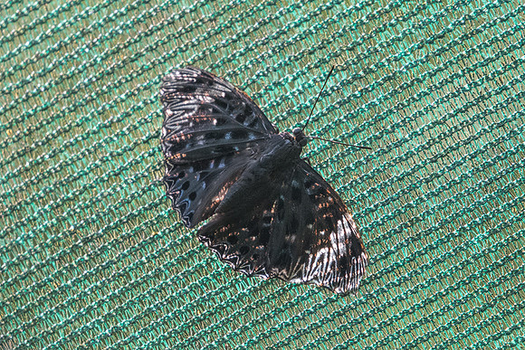 Dichorragia nesimachus