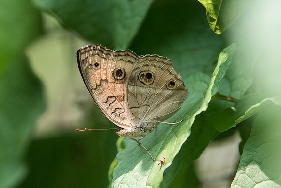 Junonia almana javana