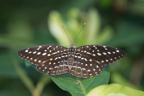Lexias pardalis