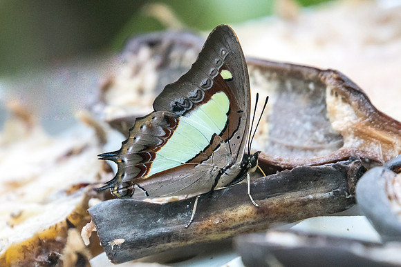 Polyura athamas