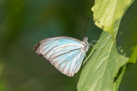Pareronia valeria