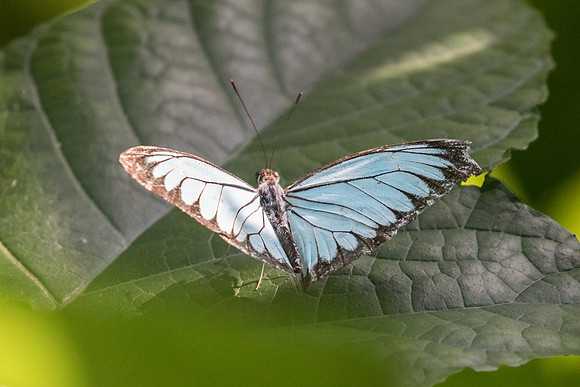 Pareronia valeria